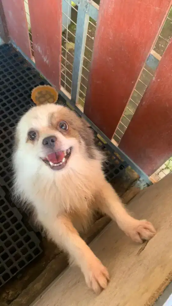 Minipom Jantan Stambum Multicolor Jinak