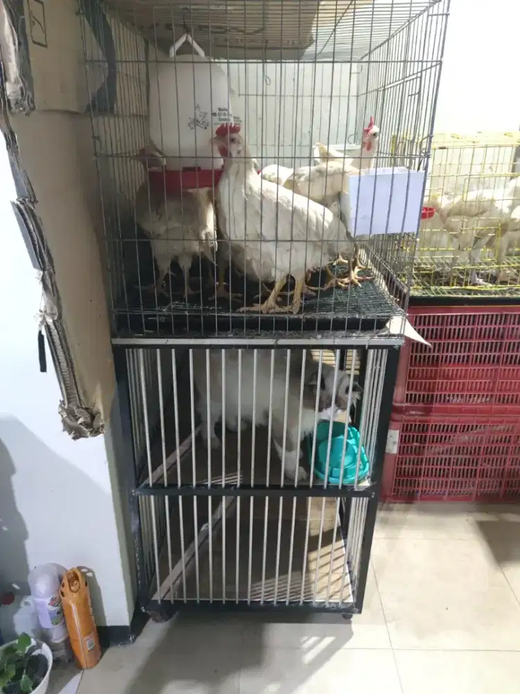 Kandang kucing jumbo ukuran 90 & 110