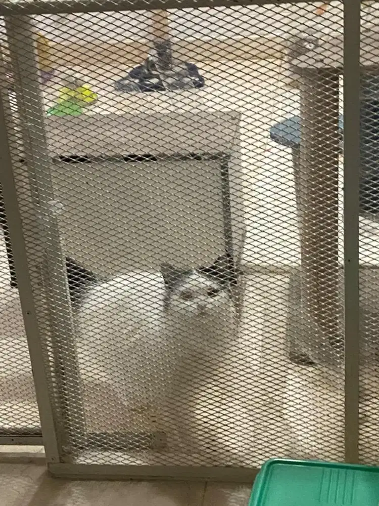 JASA CAT SITTER / JAGA ANABUL