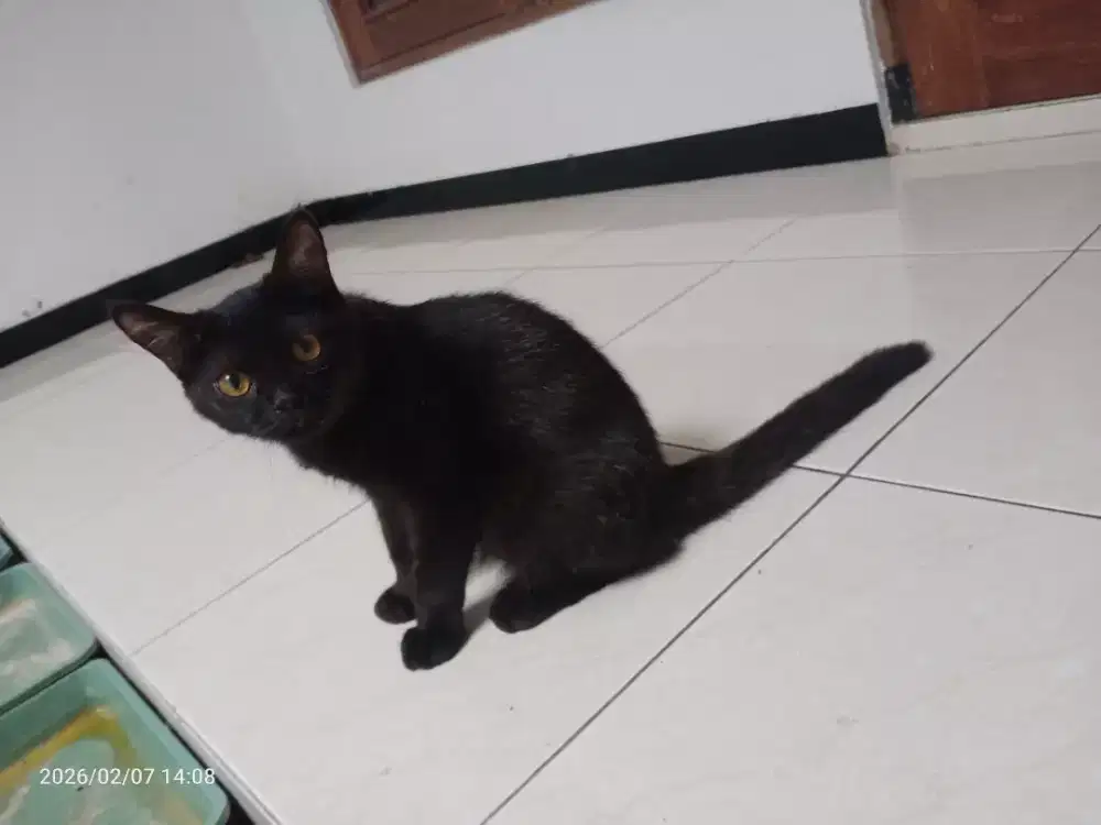 Kucing Persia Jantan short hair umur 4 bulan, sehat lucu penurut