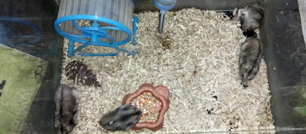 Hamster Whinter White