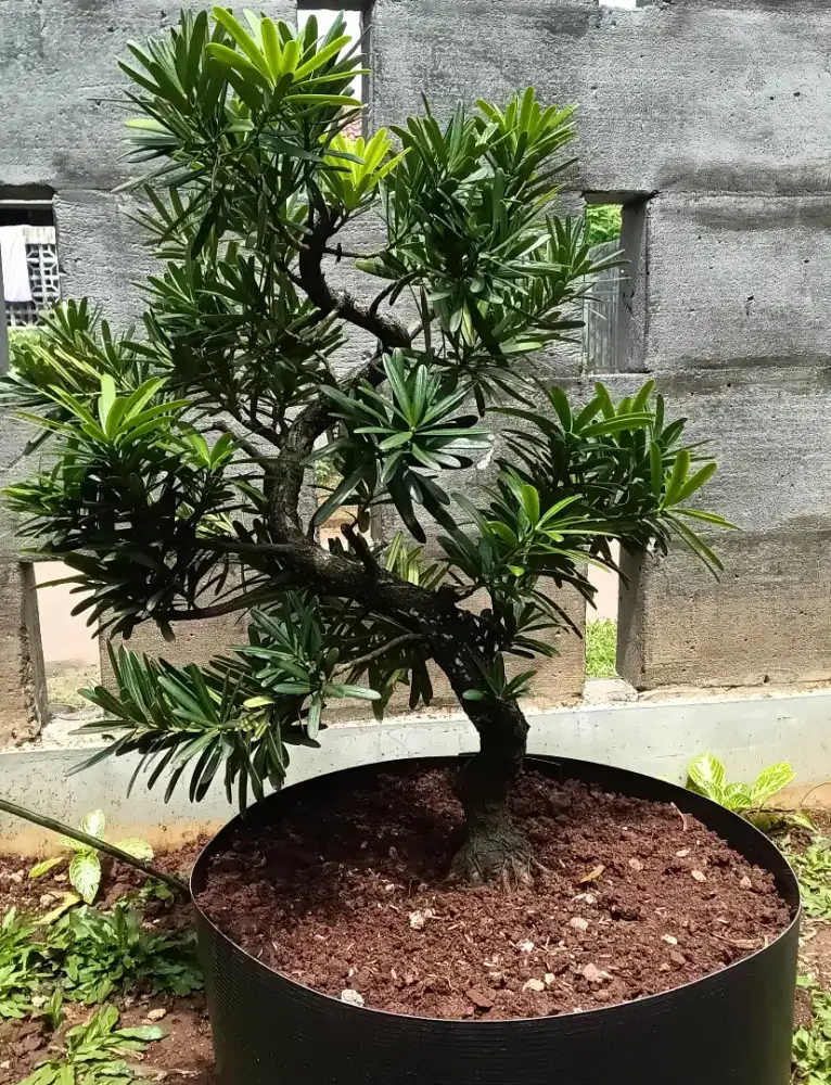 Bahan bonsai lohansung