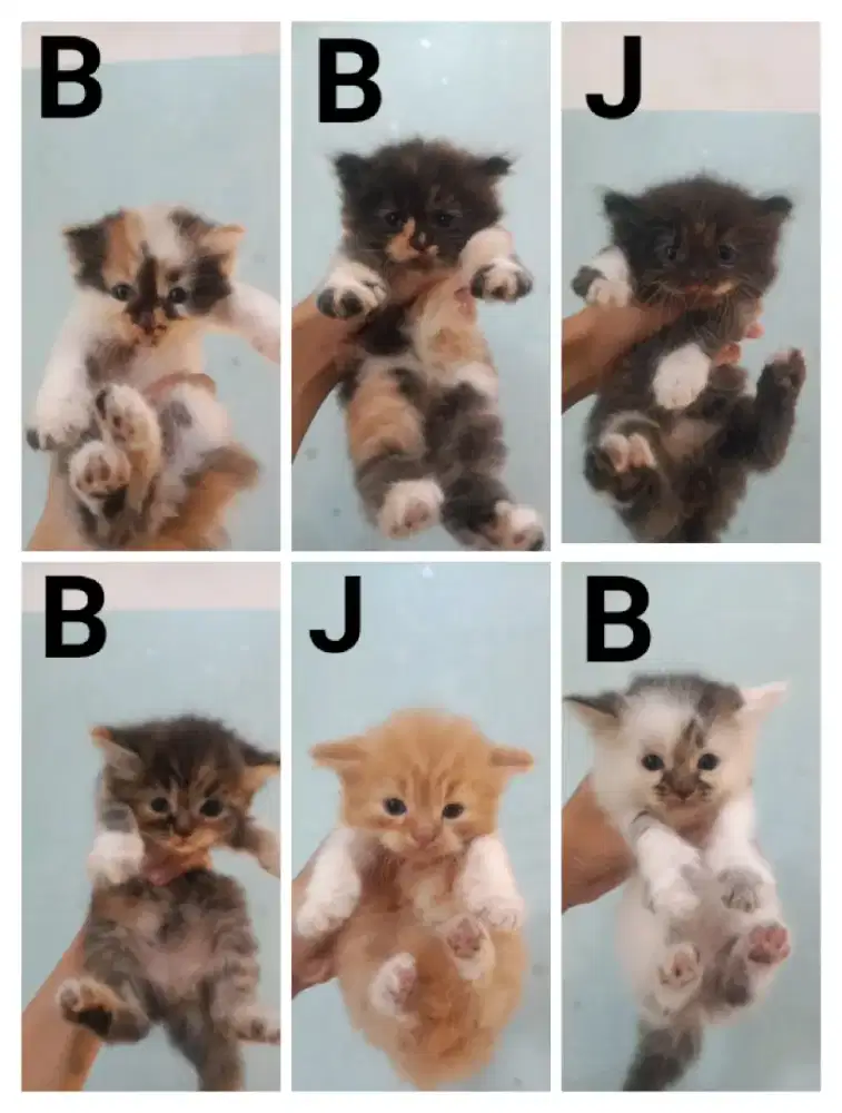 Kitten Persia per ekor