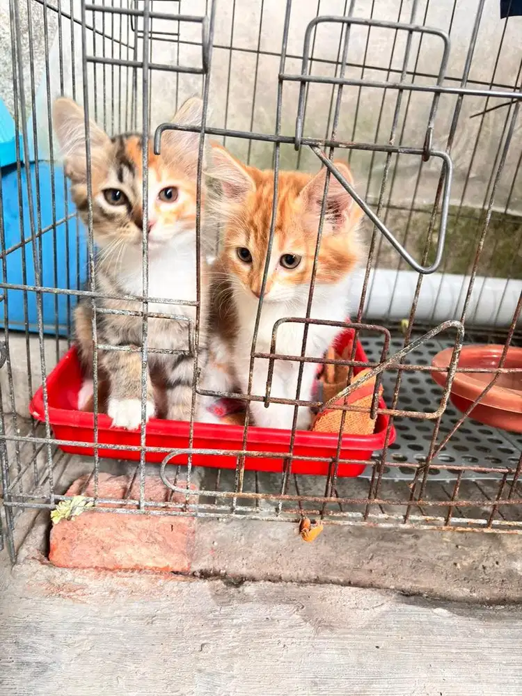 Kucing kitten betina usia 2bln