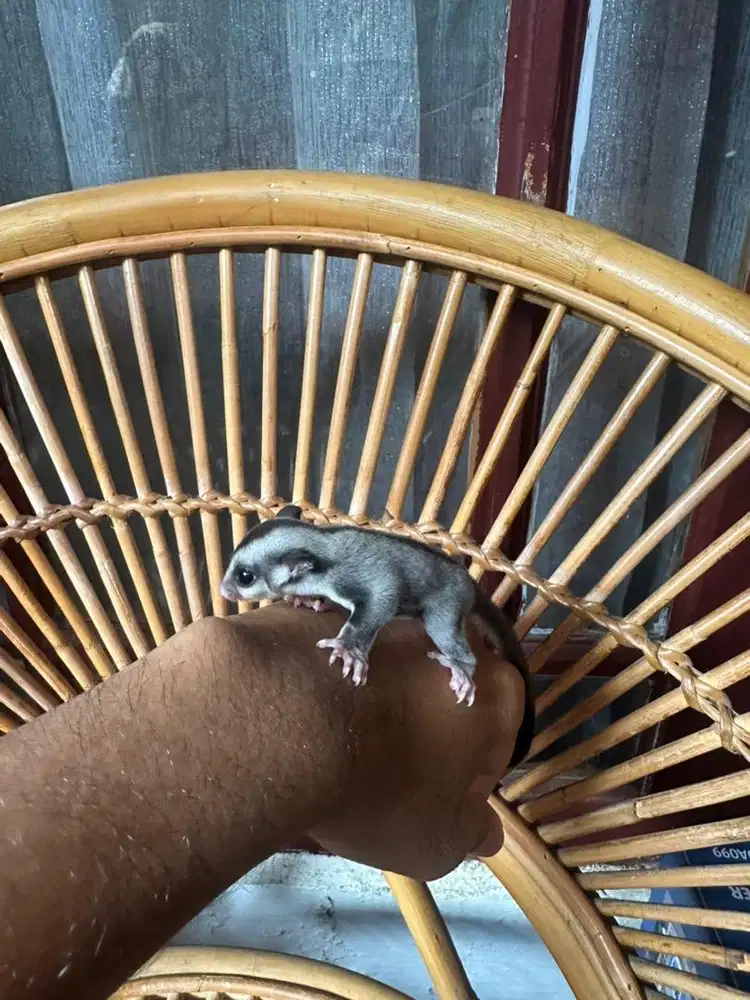 Joey Sugar Glider