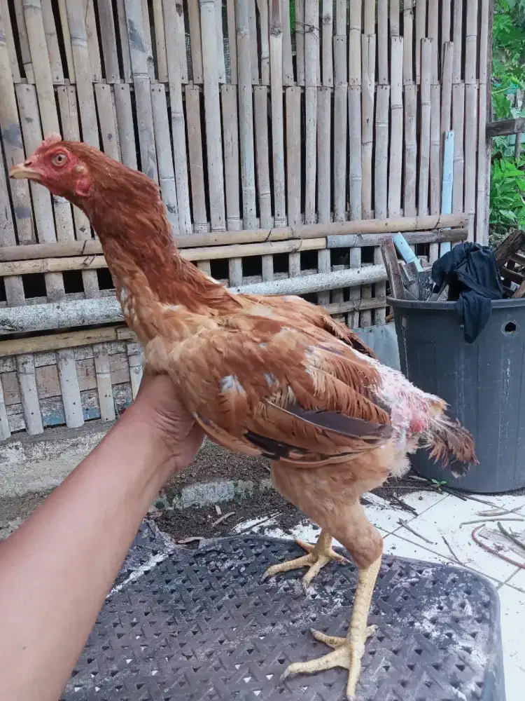 JUAL AYAM KAMPUNG
