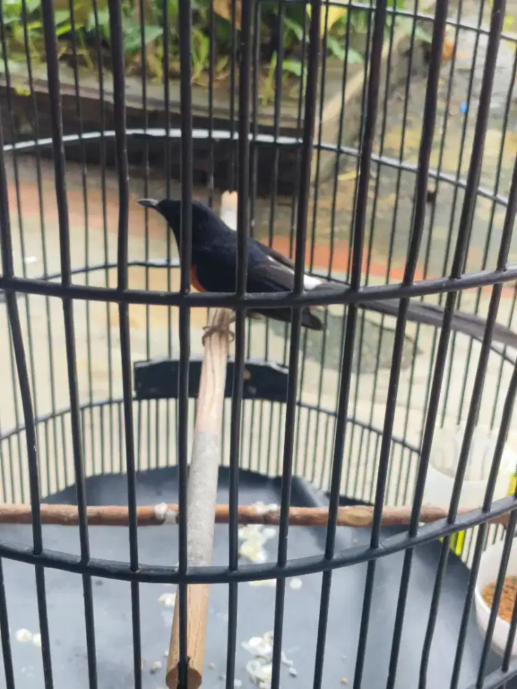 Murai batu rajin bunyi