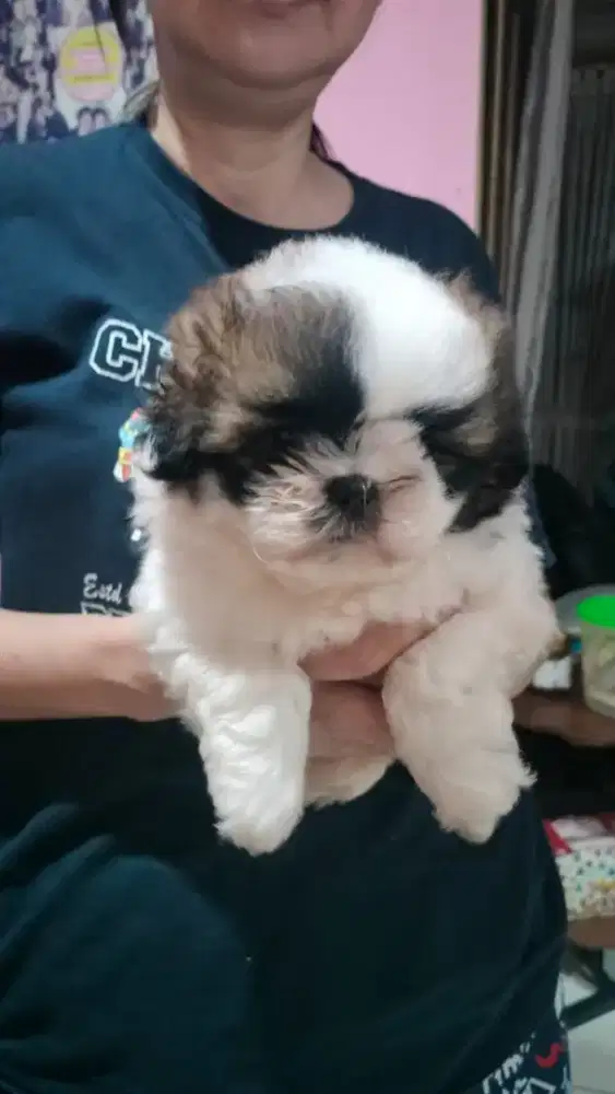 mini shihtzu super gemoy kaki pendek