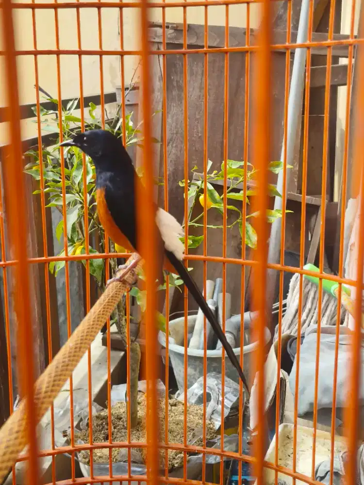 Murai pastol rajin bunyi