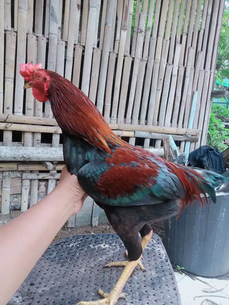 AYAM JAGO KAMPUNG