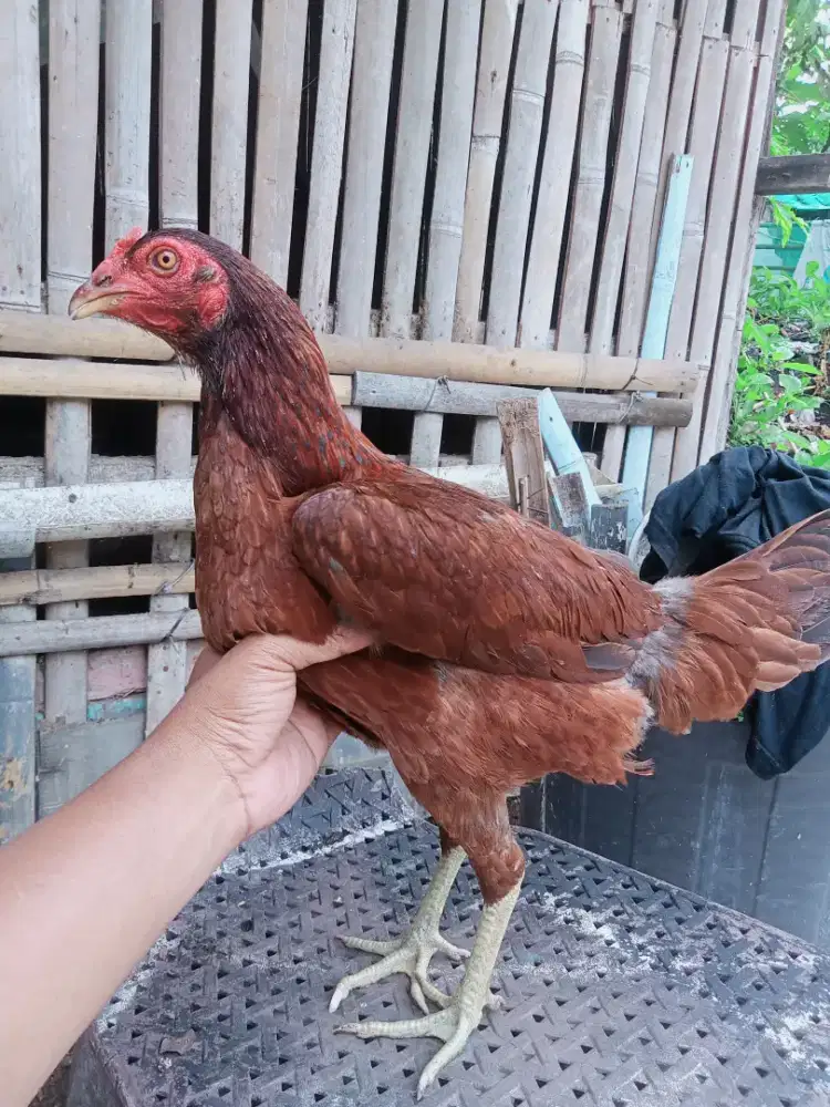 AYAM KAMPUNG BIANG