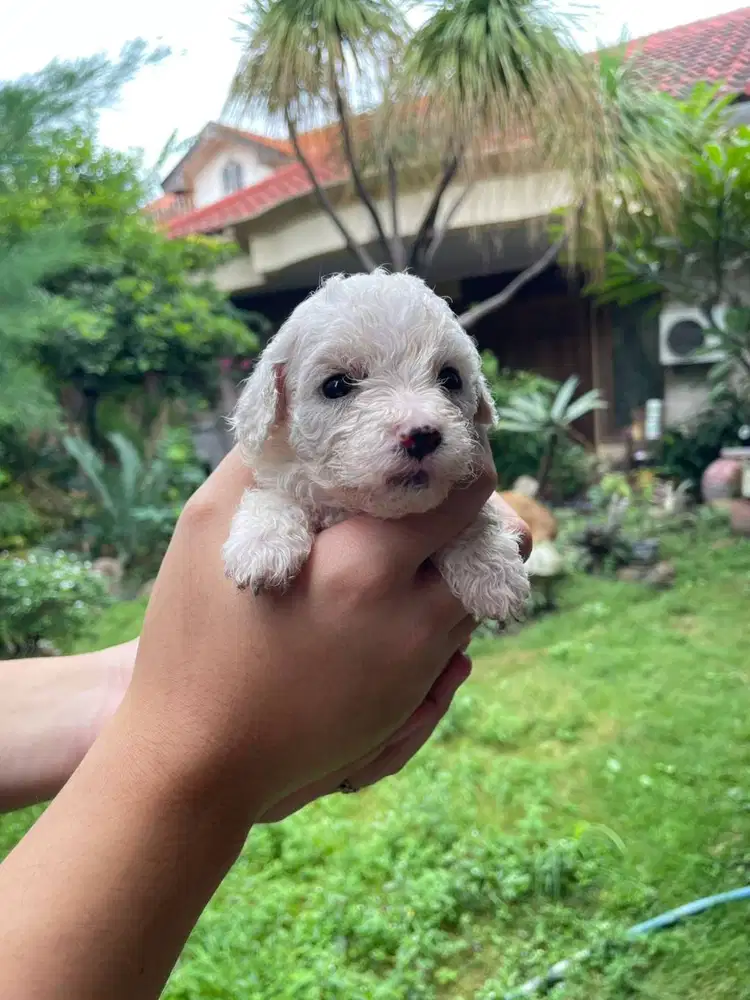 Toy Poodle Surabaya DOB 6 Feb 2026 Kosongan/Stambum Vaksin