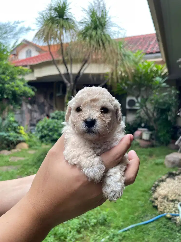 Toy Poodle Jantan Surabaya DOB 6 Feb 2026 Kosongan/Stambum Vaksin