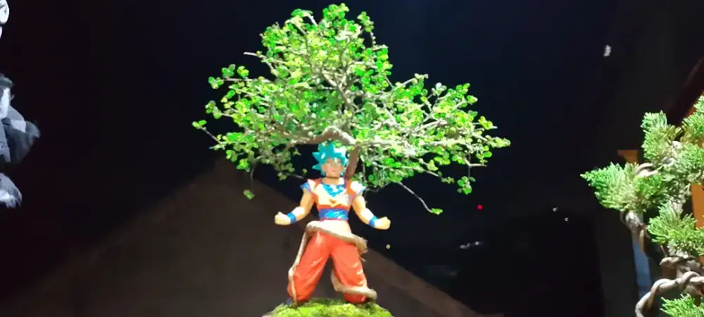 Bonsai ulmus supericro dragonball