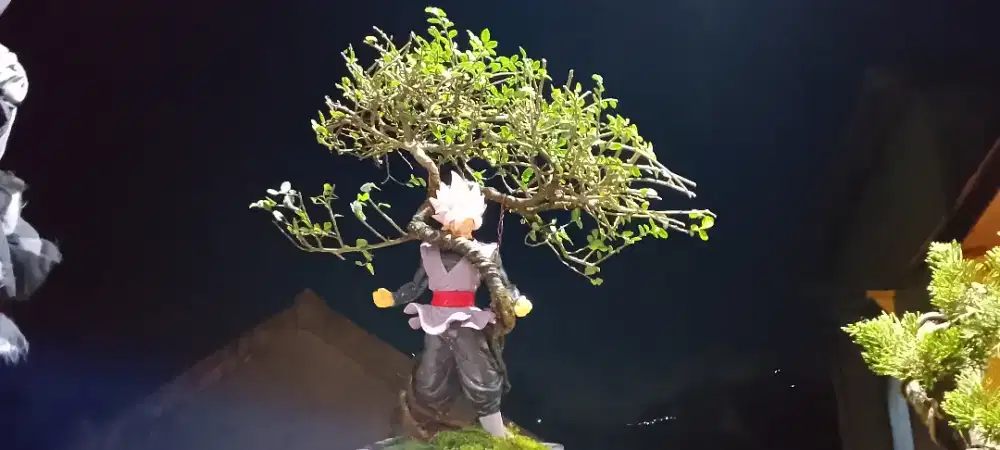 Bonsai ulmus super micro dragonball
