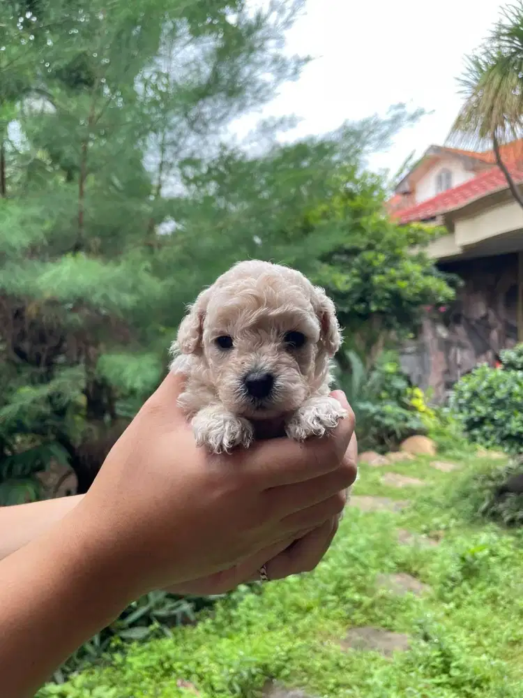 Toy Poodle Jantan Surabaya DOB 6 Feb 2026 Kosongan/Stambum Vaksin