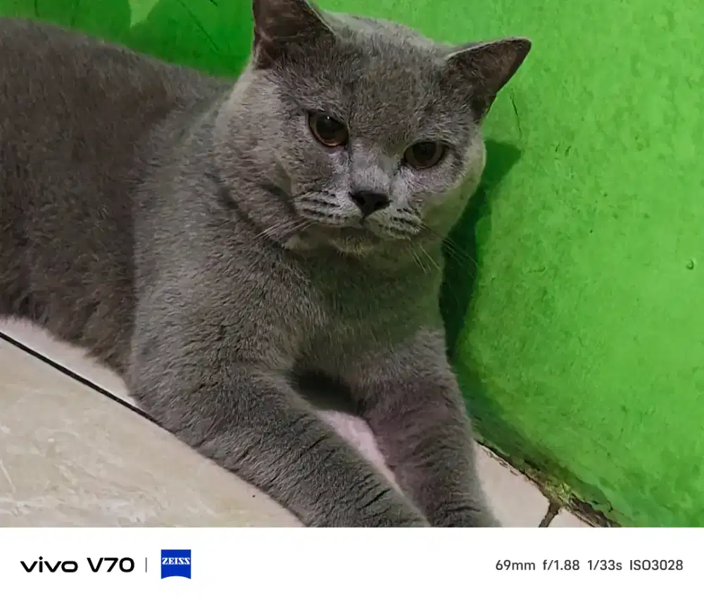 Kucing bsh British Shorthair