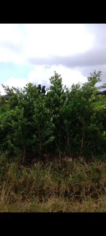 Lohansung daun mawar