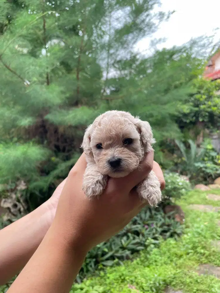 Toy Poodle Jantan Surabaya | Kosongan/Stambum Vaksin