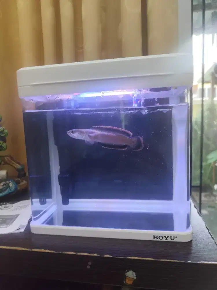 Aquarium boyu channa