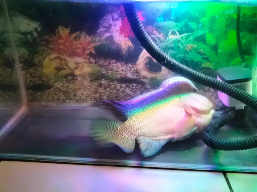 Ikan louhan jenong full mutiara