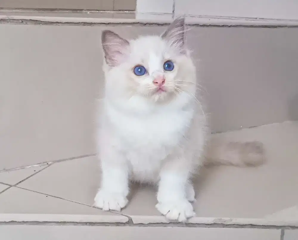 Ragdoll anakan pedigree kitten jantan