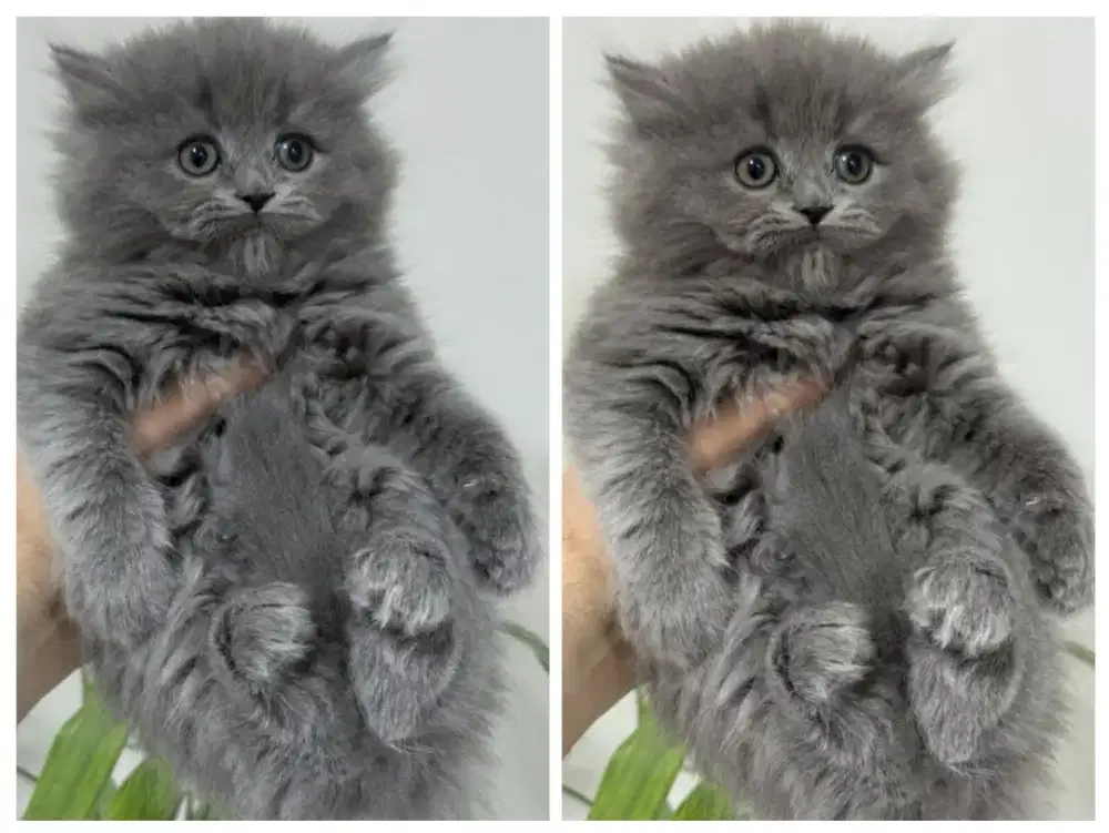 Kucing British Bluesolidd Lucu