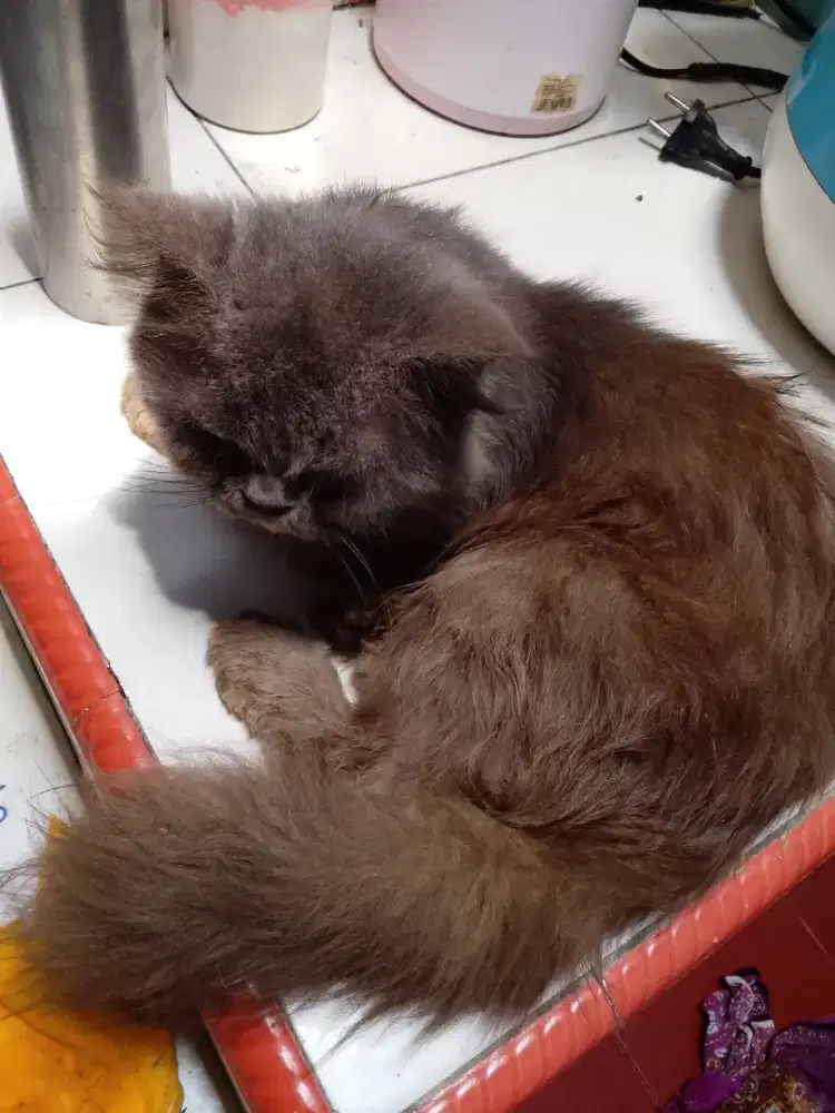 Kucing Anggora persia