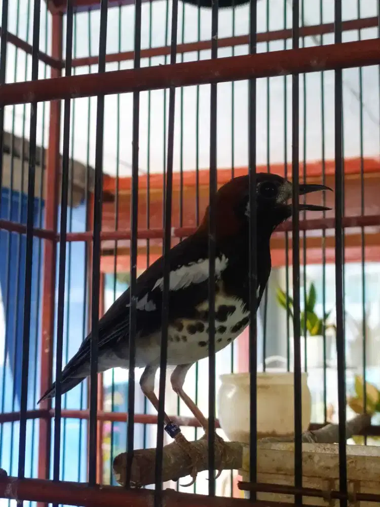 anis kembang rajin bunyi