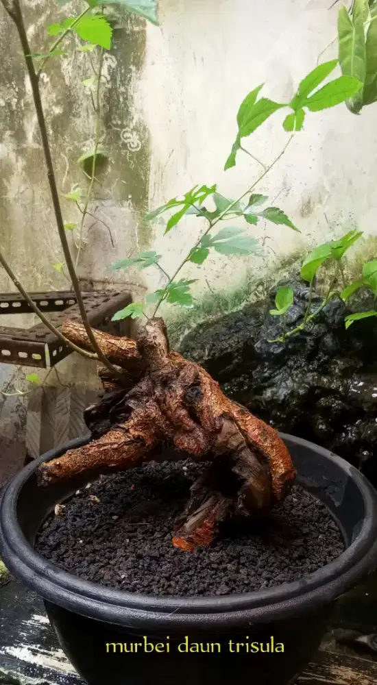 Bonsai murbei fosilan