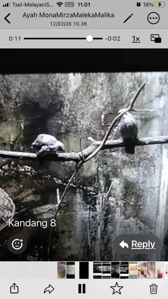 Cucak Rowo Cucok Rowo