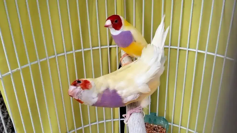 Gould Amadine 2 pasang siap tangkar