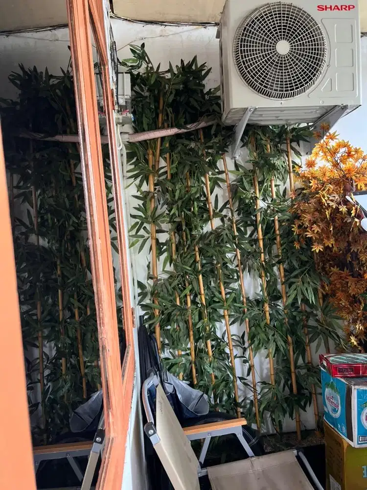 Jual tanaman daun sekat tinggi 2 meter