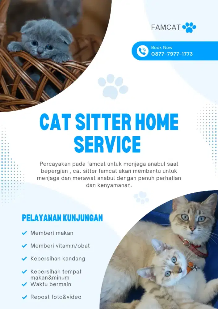 Cat sitter home service || panggilan untuk merawat kucing