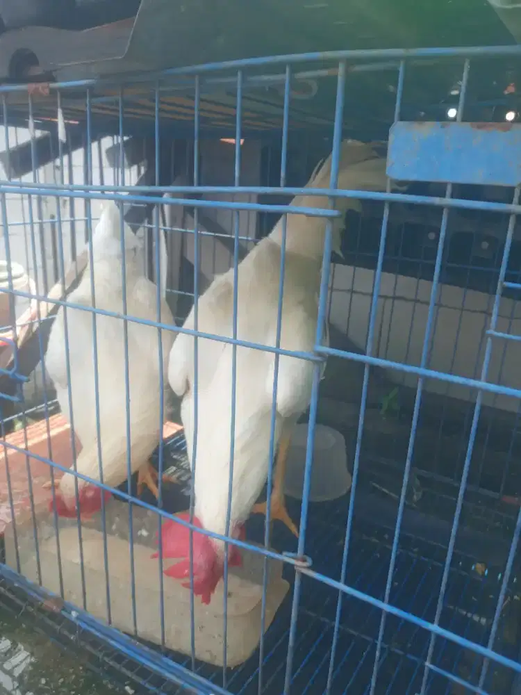 Ayam jago putih wulung