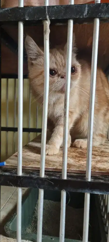 Exotic dan peaknose LH