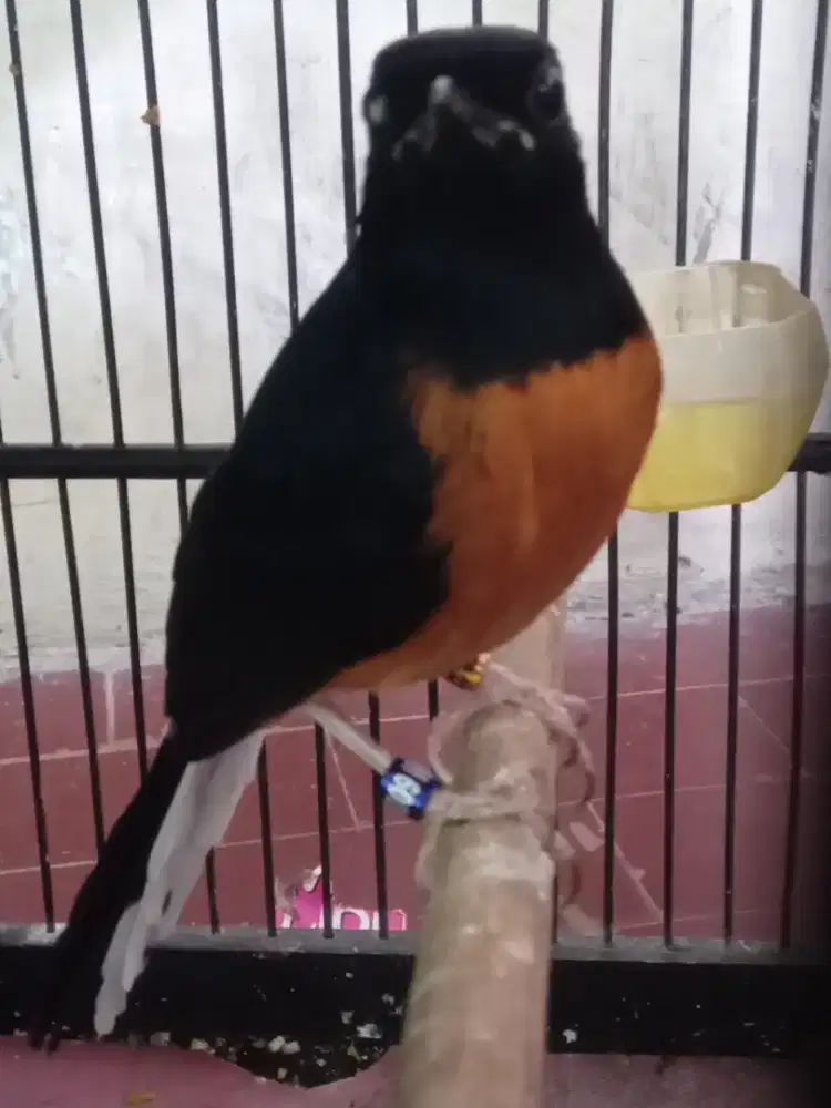 Murai Pastol Ring Apbn