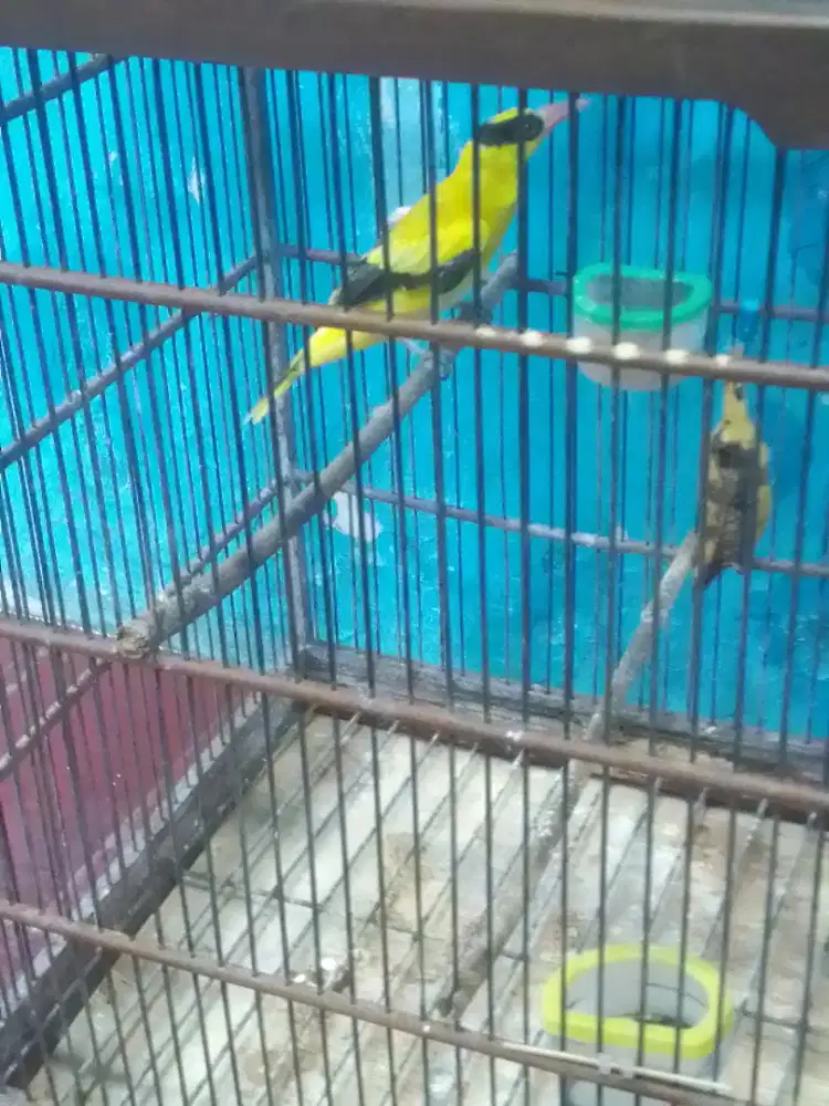 KEPODANG RAWATAN KANDANG UKIR NO 1 ,, 800 AJA FULSET