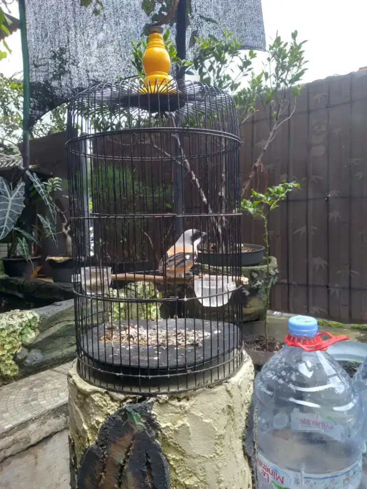 burung pentet bandangan