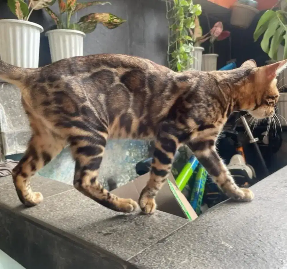 Kucing Ganteng dan Cantik