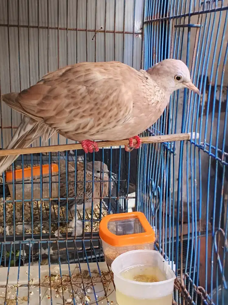 Tekukur leo kuk2 sandungan rajin