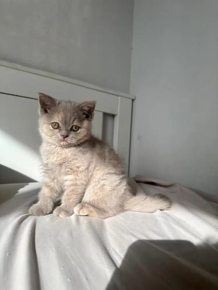 Kucing British shorthair Lilac Betina bsh kucing kitten female