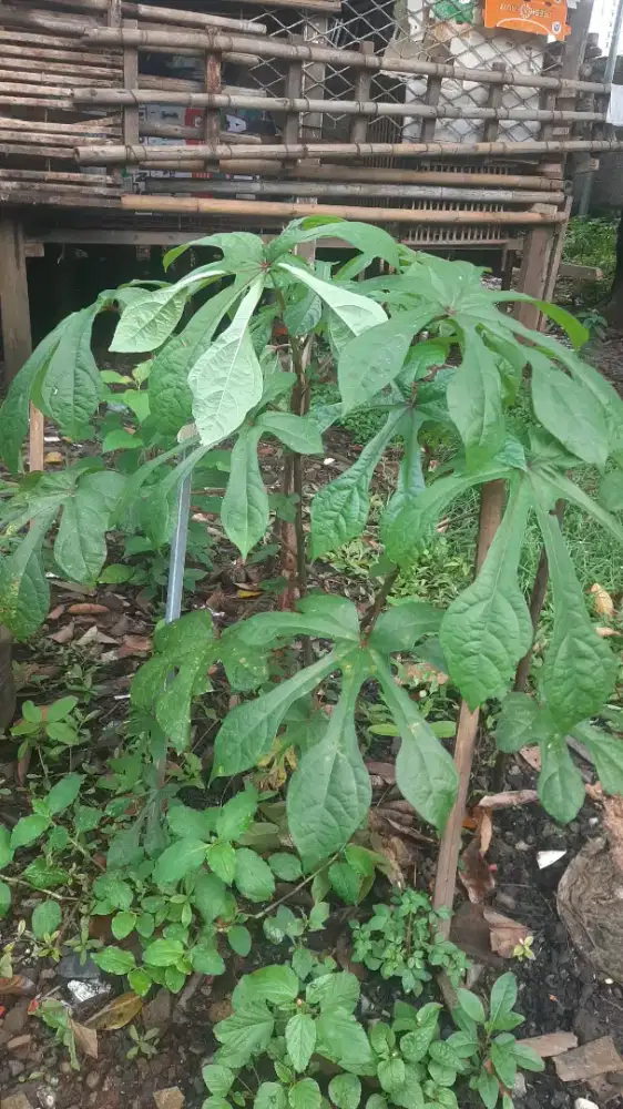 Bibit pohon telo/singkong papua, pakan kambing dan domba