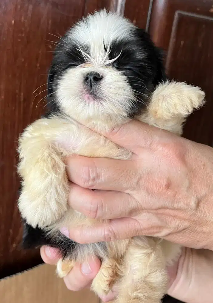Si manis Shihtzu puppy