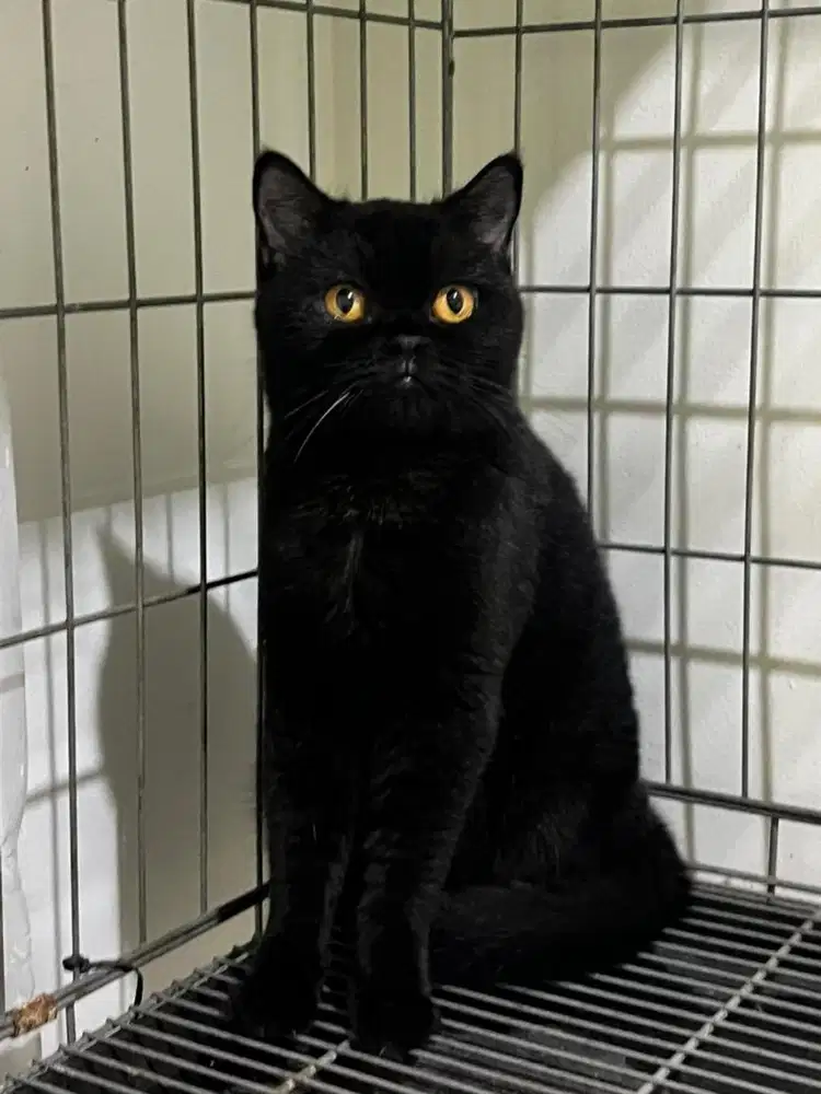 British short hair black solid