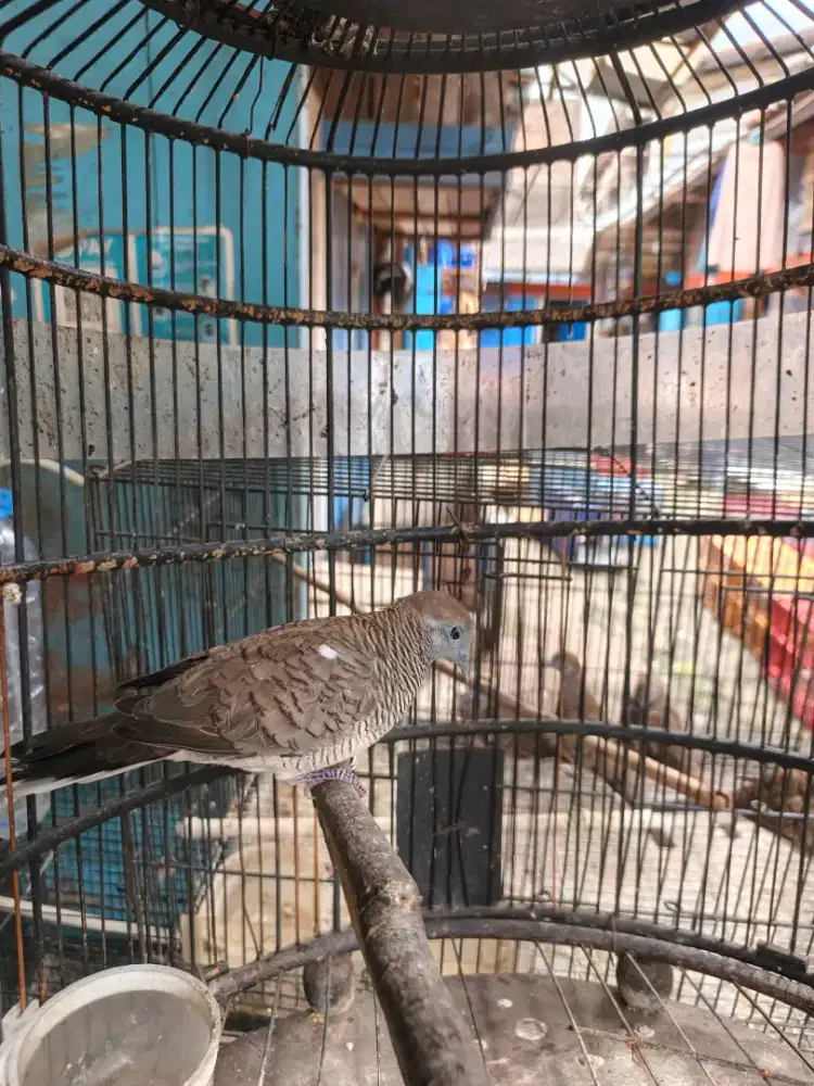 Perkutut lokal cendolo sabdo