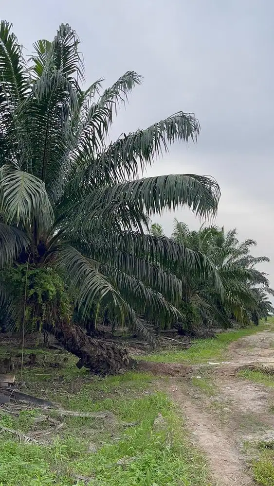 Dijual Kebun Sawit 50 Hektar, Status Lahan APL, Lokasi Langgam