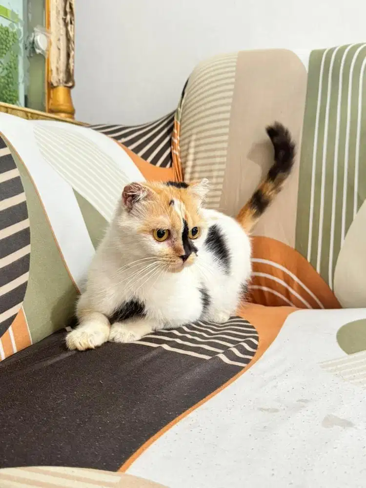 Scottish fold betina indukan