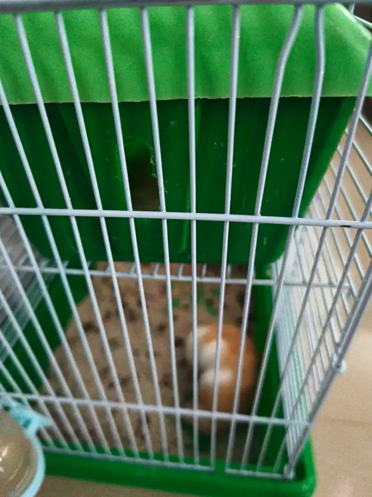 Jual sepasang Hamsters free sangkar dan pasir