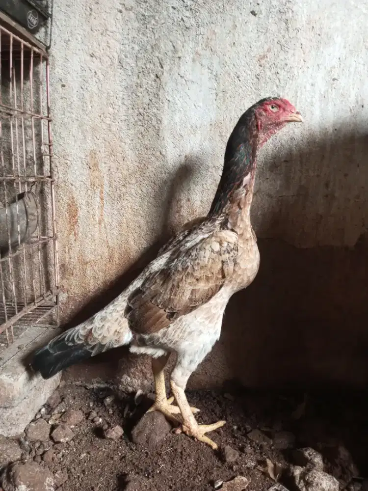 ayam shamo indukan siap pro